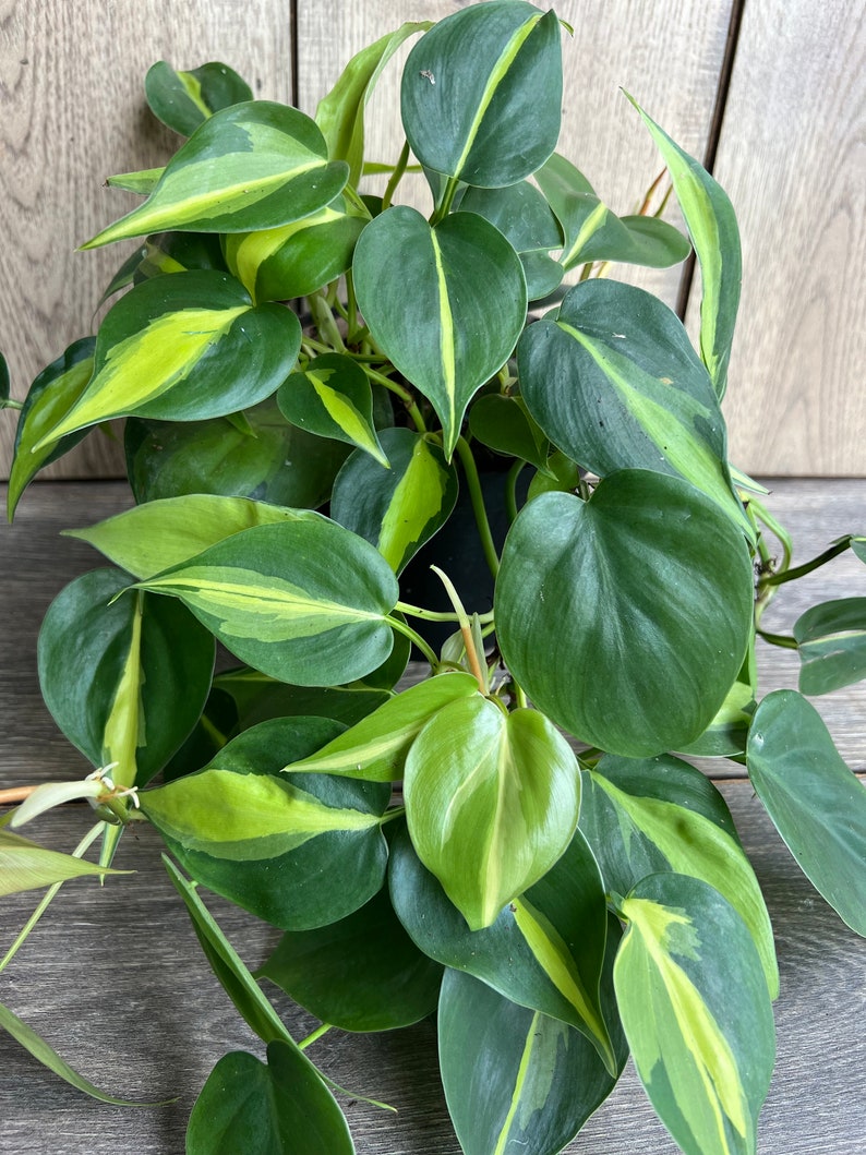 Philodendron Brasil 6” Pot | Variegated Heart Leaf Trailing Houseplant