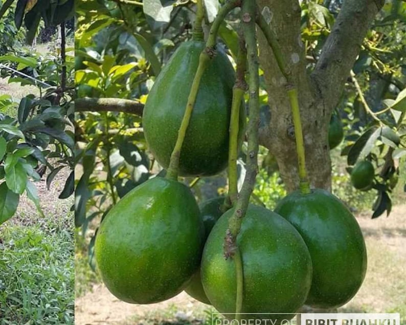 Donnie Avocado Tree in 3 Gallon Pot | Persea americana 'Donnie' Indoor Patio Fruit Tree