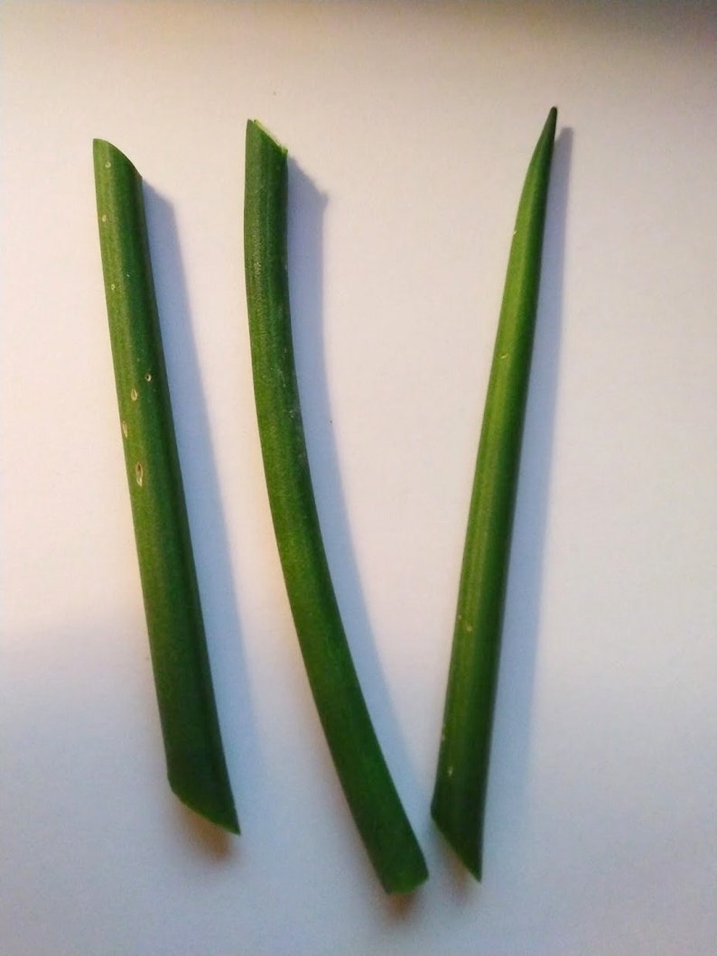 Fernwood Snake Plant Cuttings - 3 Unrooted Sansevieria Clippings for Easy Indoor Propagation