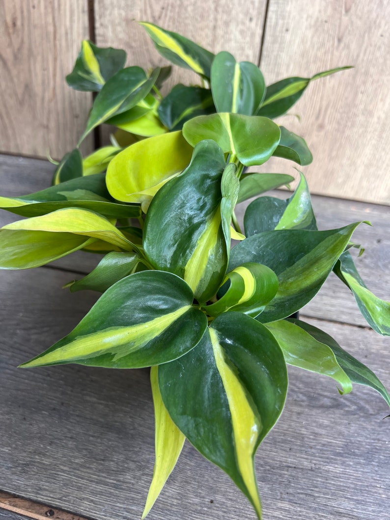 Philodendron Brasil 4” Pot | Variegated Heart Leaf Plant | Low Maintenance Indoor Philodendron