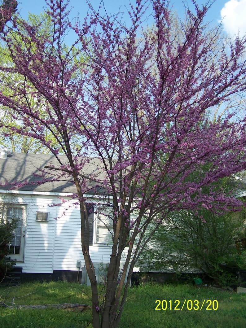 Redbud Tree 4" Container - Cercis canadensis - Purple Buds, Rosy-Pink Flowers - Zones 4-9
