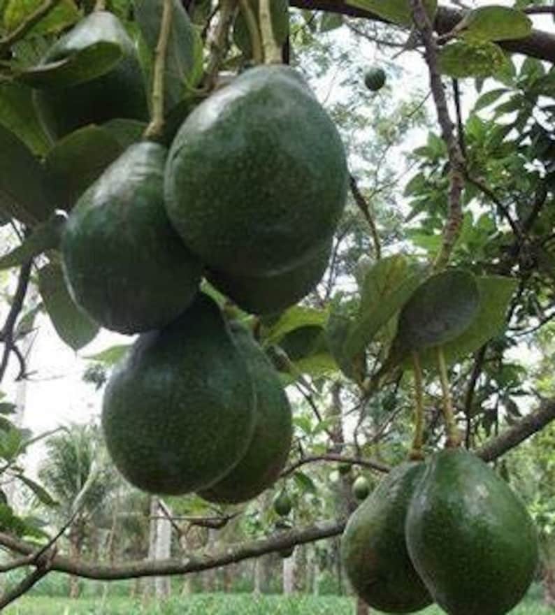 Catalina Avocado Tree in 3 Gallon Pot - Grafted Persea americana for Indoor & Outdoor Gardens