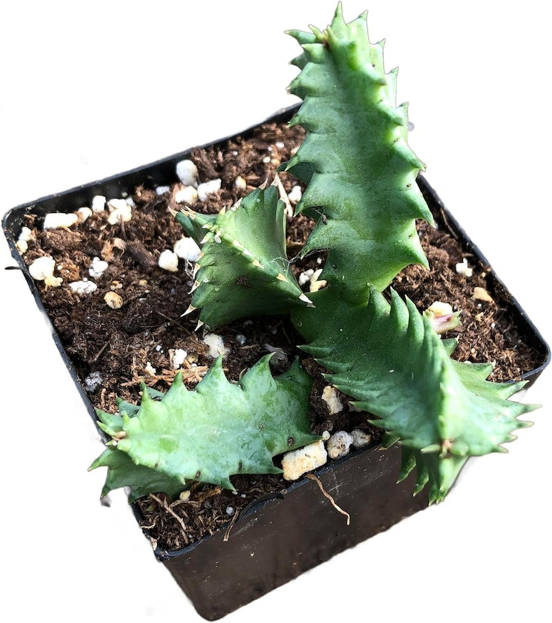 Organic Lifesaver Plant Huernia zebrina in 2.5-Inch Pot | Smoke Camp Crafts