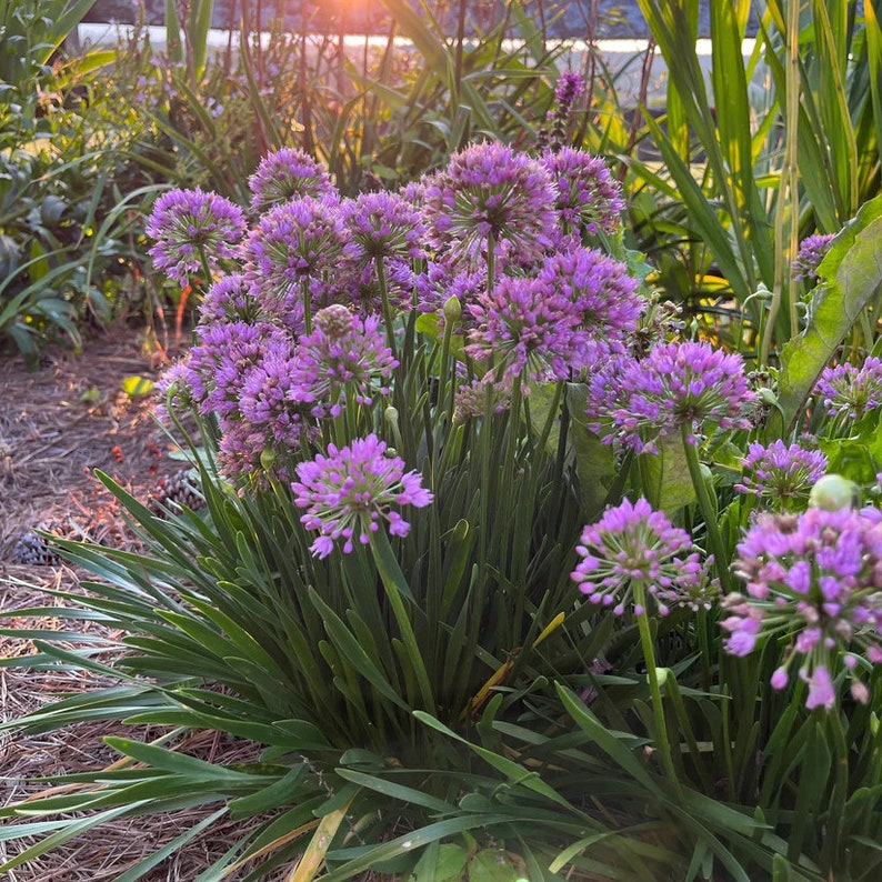 Millenium Onion Live Plant 3.5" Pot - Allium 'Millenium' - Hardy Perennial for Zones 5-8
