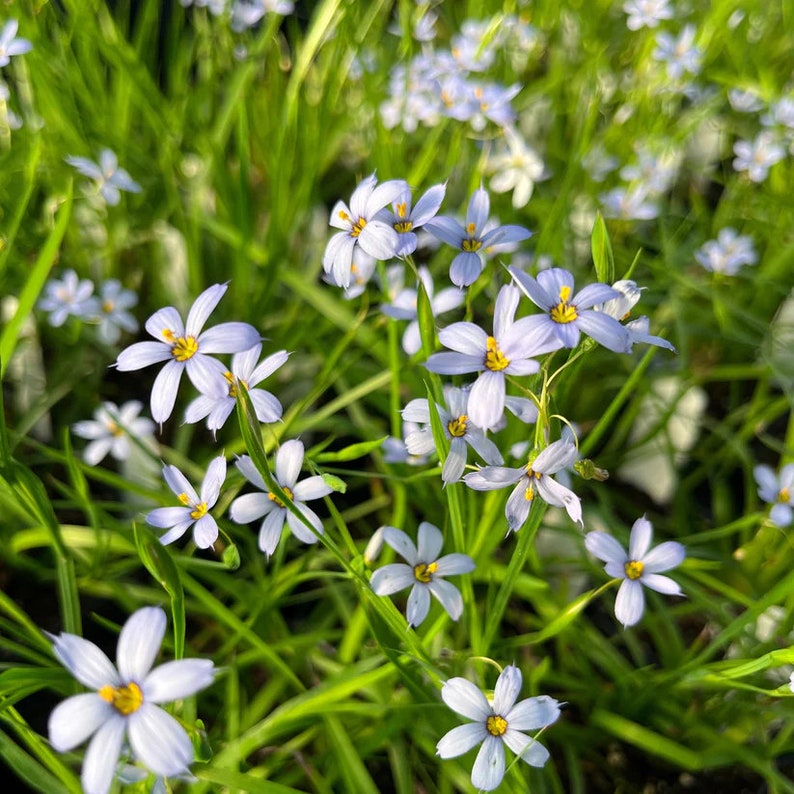 Blue Eyed Grass Plant in 3.5" Pot | Suwannee Sisyrinchium nashii | Native North American Perennial for Sun to Part Shade