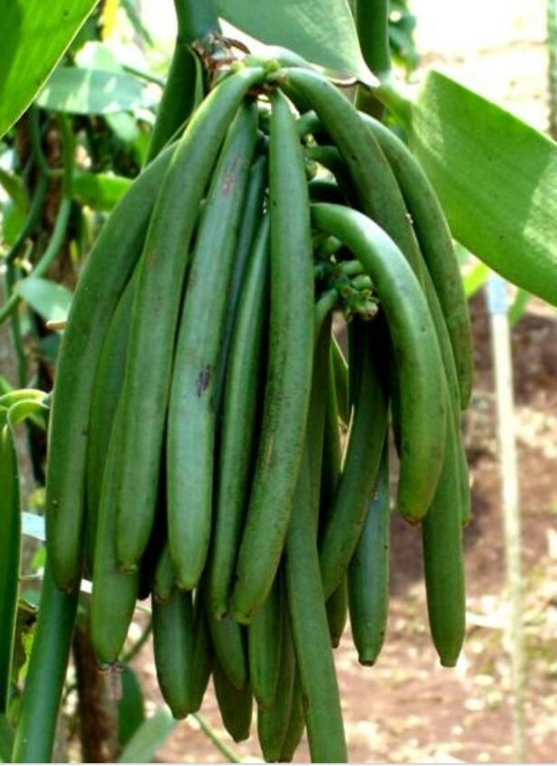 Vanilla Bean Orchid Plant in 8" Pot - Vanilla planifolia - Large Indoor Climbing Vine