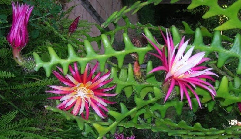 Ric Rac Cactus 4" Pot - Disocactus anguliger Zig Zag Houseplant