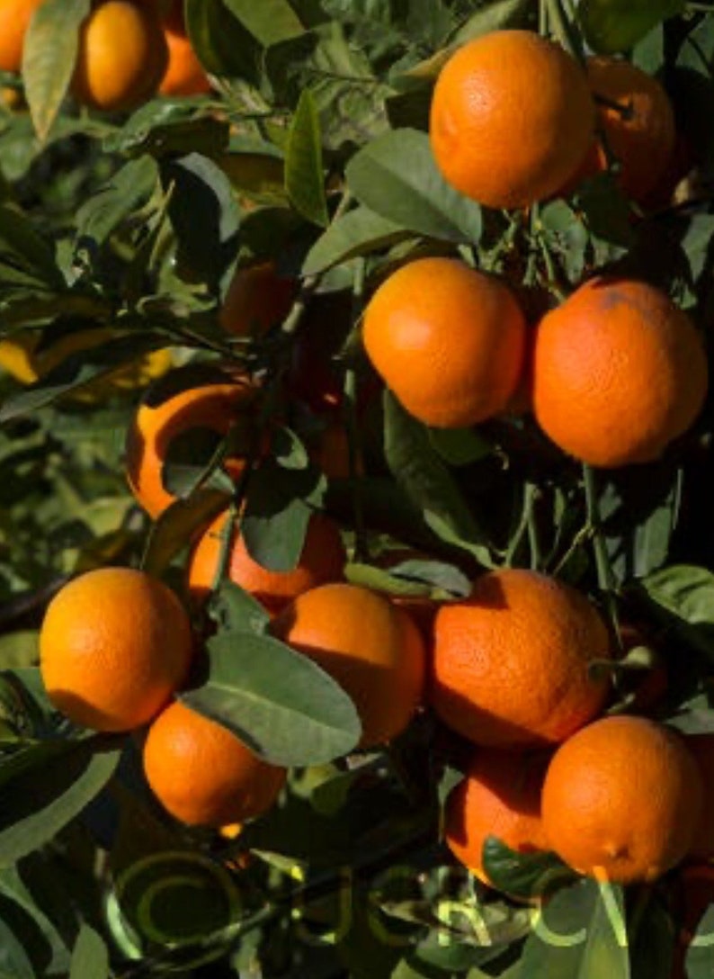 Red Lime Tree in 1/2 Gallon Pot | Grafted Citrus latifolia | Florida Shipping