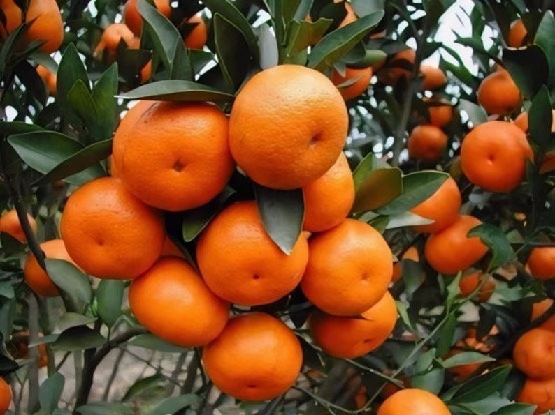 Ponkan Mandarin Tree 1/2 Gal Pot - Citrus reticulata - Sweet Seedless Tangerine with Fragrant Blossoms