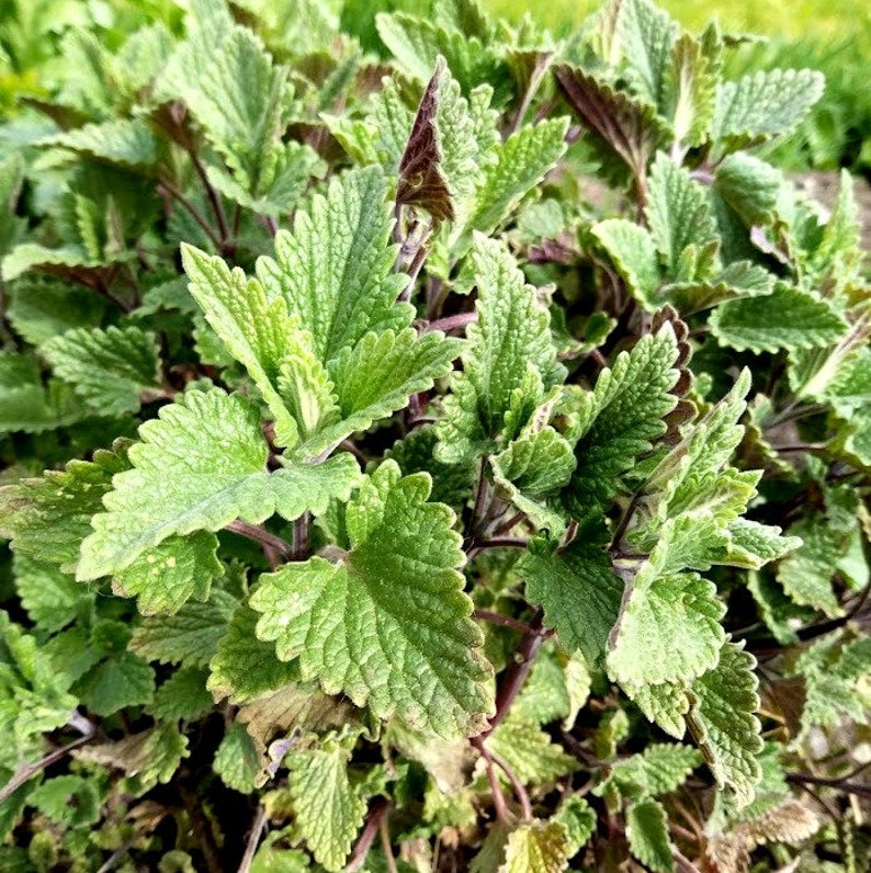 Catnip Live Cuttings - 5 Organic Nepeta cataria Clippings for Propagation