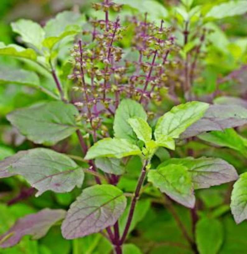 Large Krishna Tulsi Live Plant | Half Gallon Pot | Holy Basil with Purple Stems | Ocimum sanctum