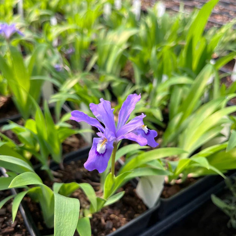 Fame Flower Rock Pink Live Plant 3.5" Pot - Phemeranthus calycinus - Full Sun, Drought-Tolerant Native