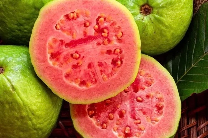 Ruby Supreme Guava Plant in 10" Pot - Psidium guajava Tropical Fruit Tree