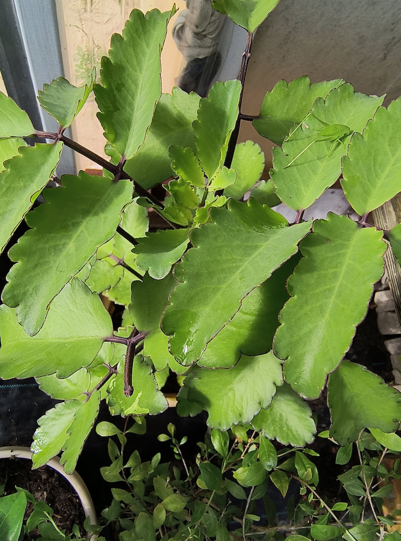 Organic Miracle Leaf Plant 6–10 Inch Live Kalanchoe pinnata Bare Root Succulent, Leaf of Life, Cathedral Bells
