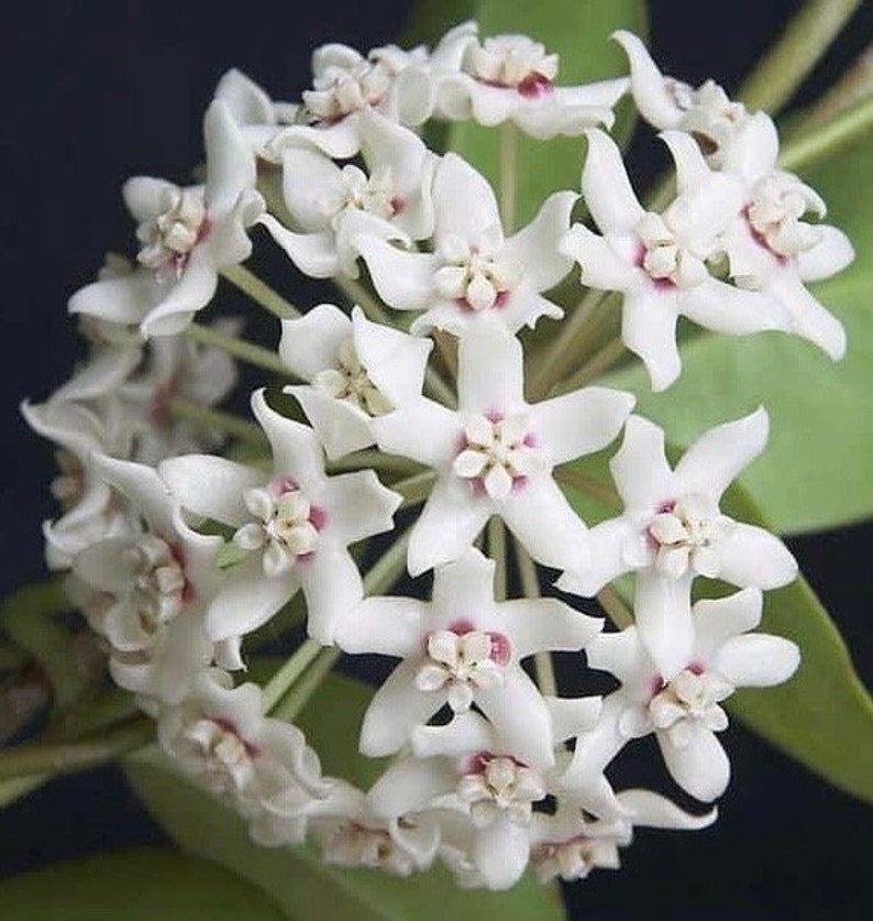 Hoya Australis Lisa Plant in 6" Pot - Hardy Climbing Vine with Fragrant Flowers