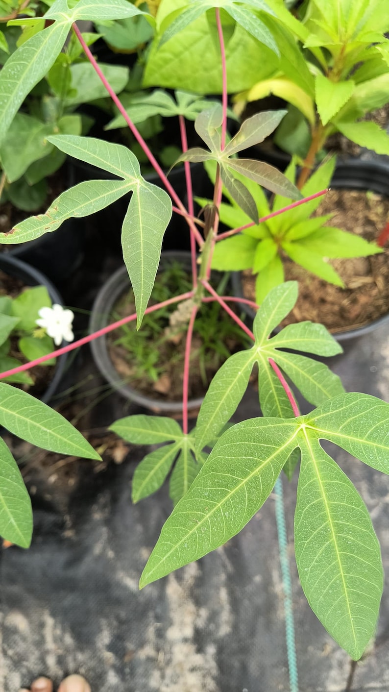 Cassava Cuttings 5-8 Inch Manihot esculenta Yuca Root Vegetable for Home Gardening