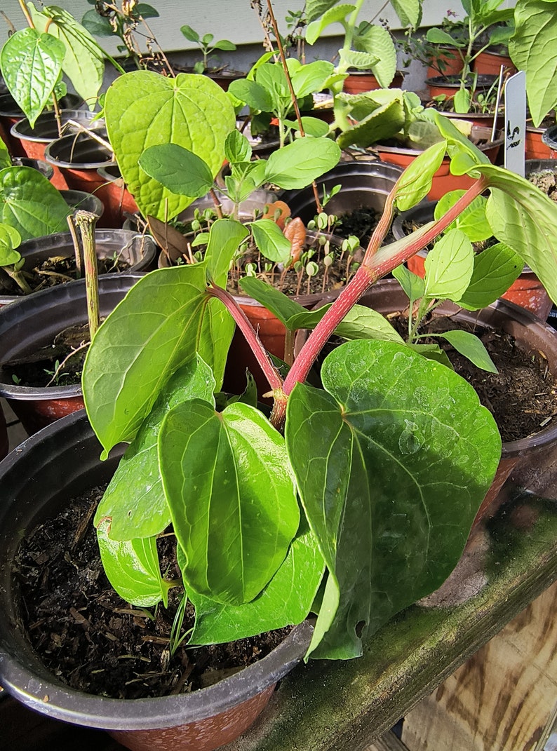 Organic Betel Leaf Plant in 4-Inch Pot | Piper Betle Vine for Culinary & Herbal Use