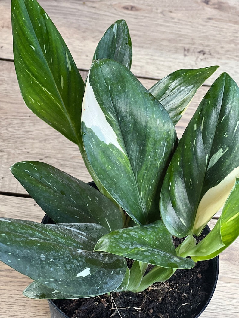 Monstera Standleyana Albo in 6" Pot, Variegated Green & White, Rare Philodendron Cobra, Indoor Climbing Vine, Easy Care Houseplant