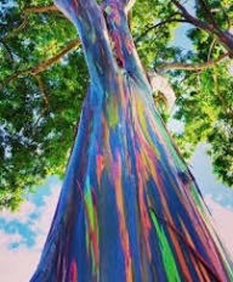 Rainbow Eucalyptus Tree 4" Pot - Multicolor Bark, Fast-Growing Eucalyptus deglupta