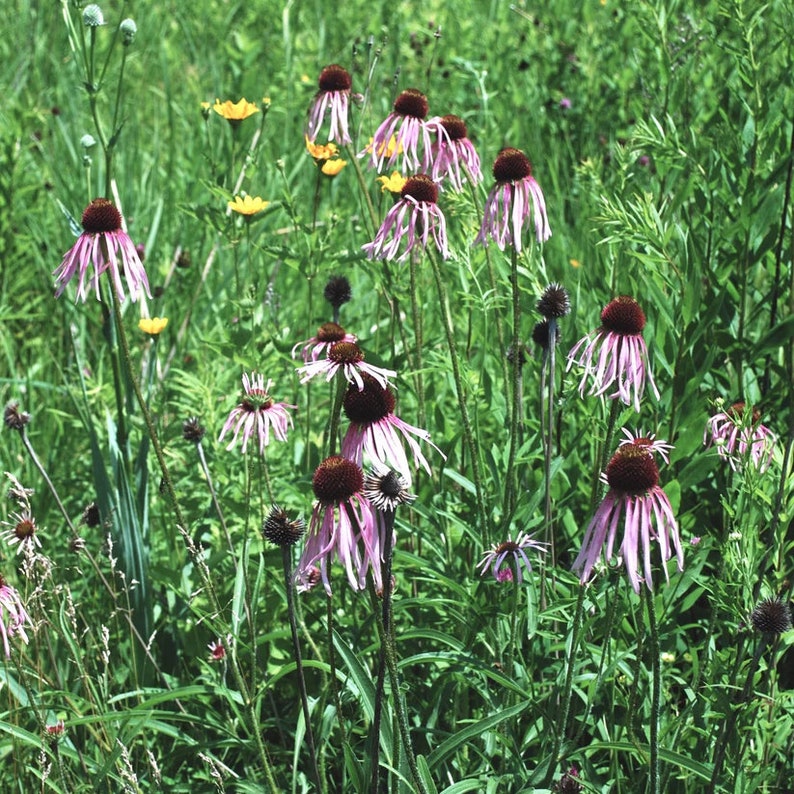 Pale Purple Coneflower Live Plant 4" Pot Echinacea pallida Native Perennial Full Sun Zones 3-10