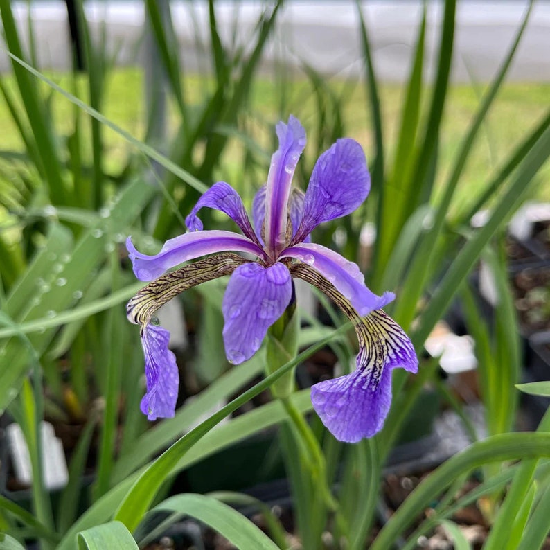 Northern Blue Flag Iris Live Plant in 4" Pot - Iris versicolor - Native to North America, Full Sun to Part Shade