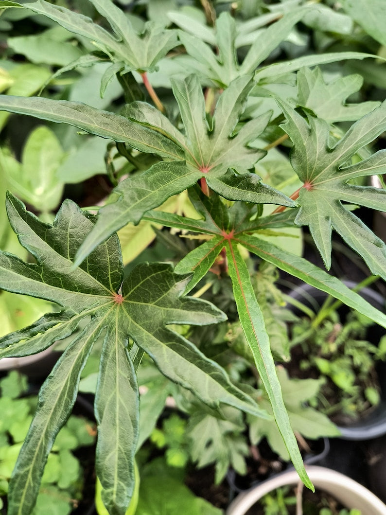 Organic Auntie Lilli's South Sea Salad Tree - 8-14 Inch in Half Gallon Pot, Broad & Narrow Leaf, Edible Greens, Tropical Plant