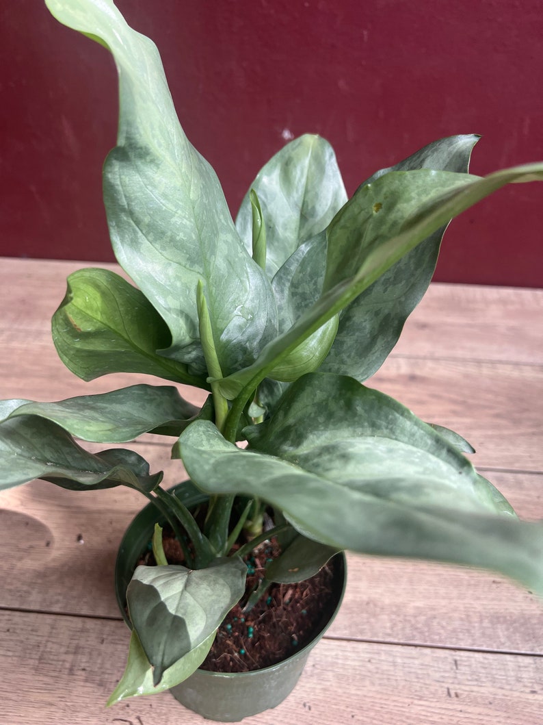 Aglaonema Ghost Plant 6" Pot - Silver Grey Foliage Easy Care Houseplant