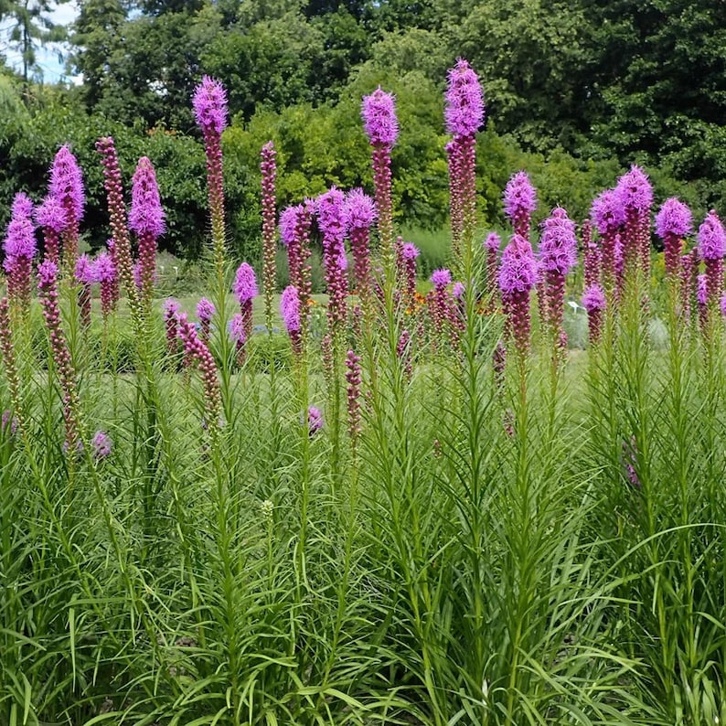 Live Plant - 4" Pot - Dense Blazing Star (Liatris spicata) - Native North American Perennial for Full Sun Gardens