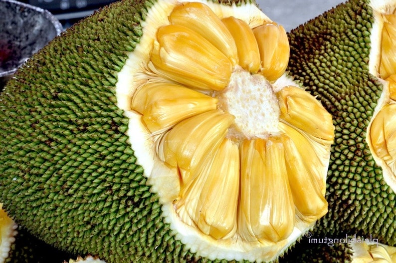 Dwarf Jackfruit Tree J31 Variety in 3 Gallon Pot - Sweet Aromatic Fruits