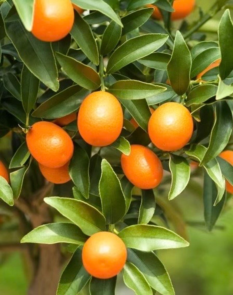 Meiwa Kumquat Tree in Half Gallon Pot - Sweet Golden-Orange Citrus - Florida Shipping