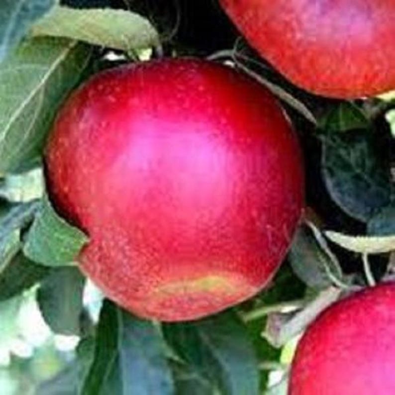 Apple Trees 2 ft Tall - Malus domestica Varieties for Home Gardens