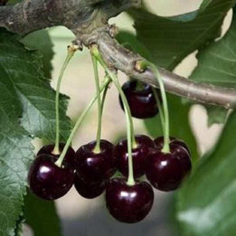Black Cherry Tree Prunus serotina - Up to 4 ft Tall - Ideal for Gardens & Landscaping
