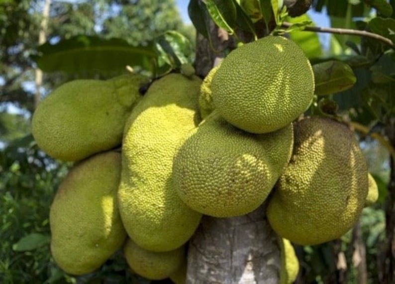 Golden Nugget Jackfruit Plant 4" Pot - Artocarpus heterophyllus Tropical Fruit Tree