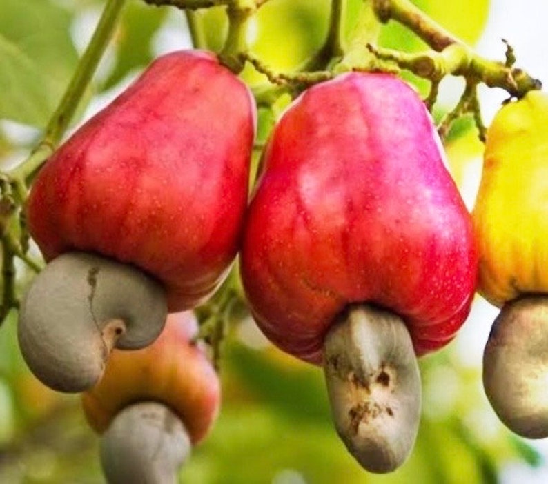 Red Cashew Plant in 10" Pot - Anacardium occidentale, Tropical Evergreen with Edible Fruits