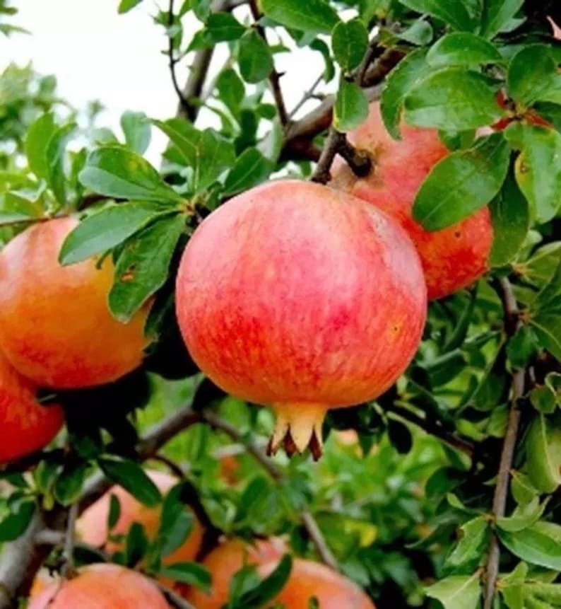 Wonderful Pomegranate Tree 3 Gallon Pot - Punica granatum 'Wonderful' for Fresh Eating & Juicing