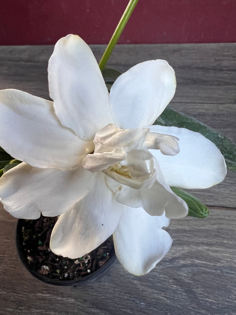 Gardenia Plant 4" Pot Frost Proof Fragrant Evergreen | Gardenia jasminoides