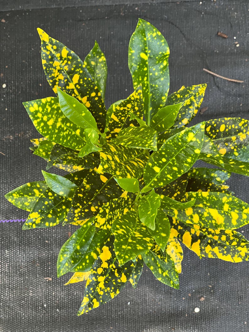 Croton Gold Star Plant in 4" Pot - Codiaeum variegatum Indoor Outdoor Houseplant
