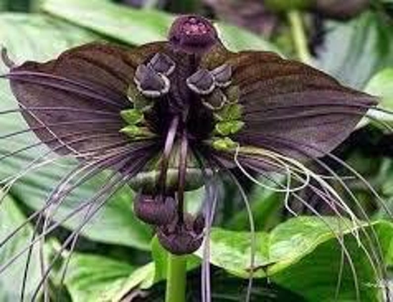 Bat Flower 6" Pot - Tacca chantieri Exotic Indoor Plant with Unique Bat-Like Blooms