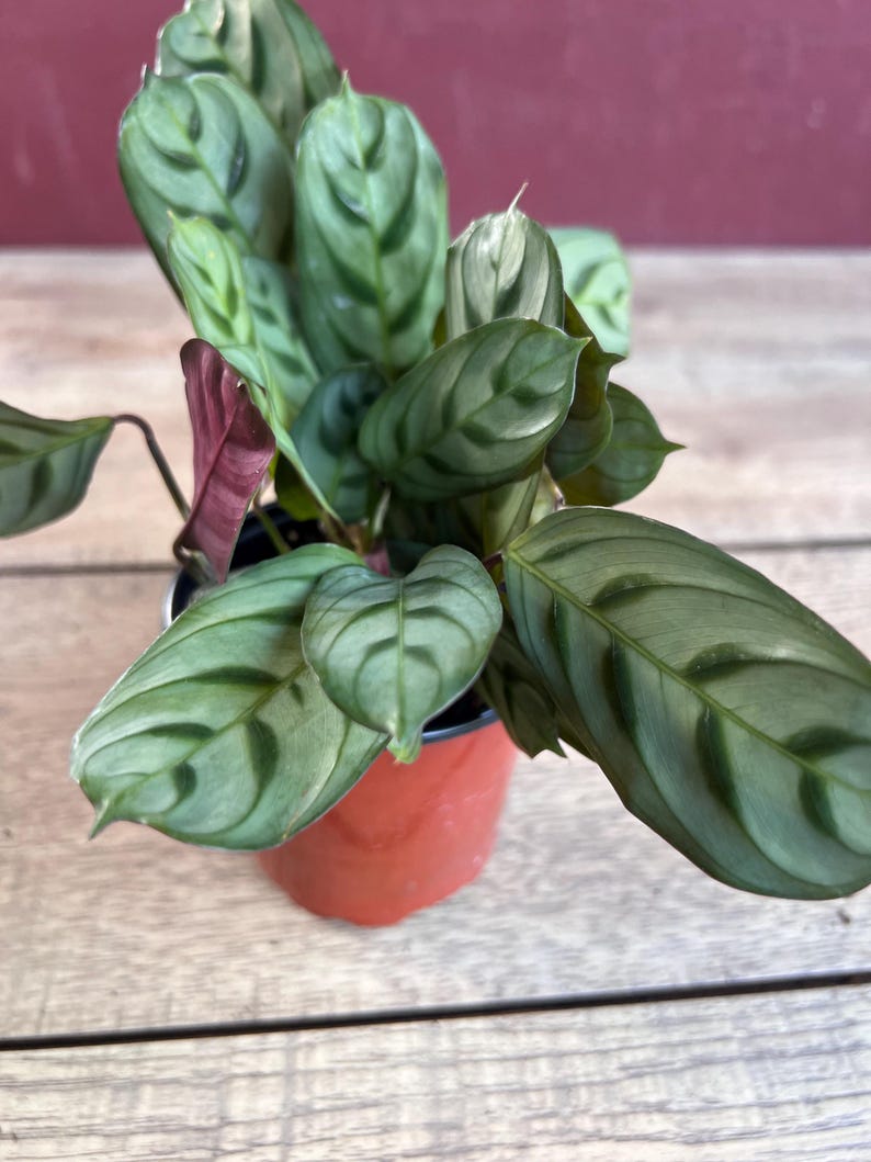 Calathea Burle Marx - 4" Pot - Fishbone Prayer Plant - Non-Toxic Tropical Indoor Plant