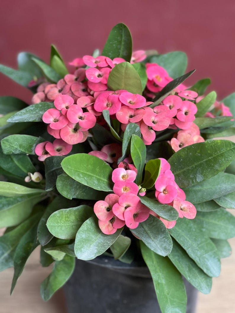 Crown of Thorns Plant 6" Pot Pink Flowers Euphorbia milii Drought Tolerant Succulent