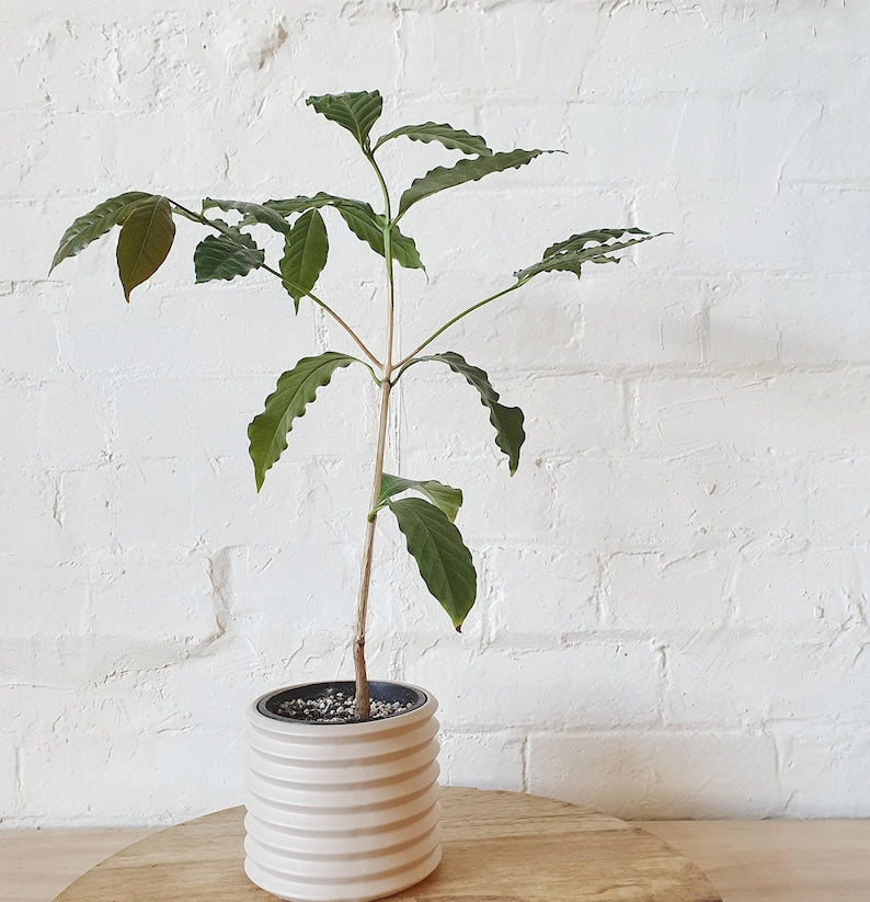 Arabica Coffee Plant in 6" Pot – Coffea arabica – Indoor/Outdoor Evergreen with Green Foliage and Fragrant Flowers