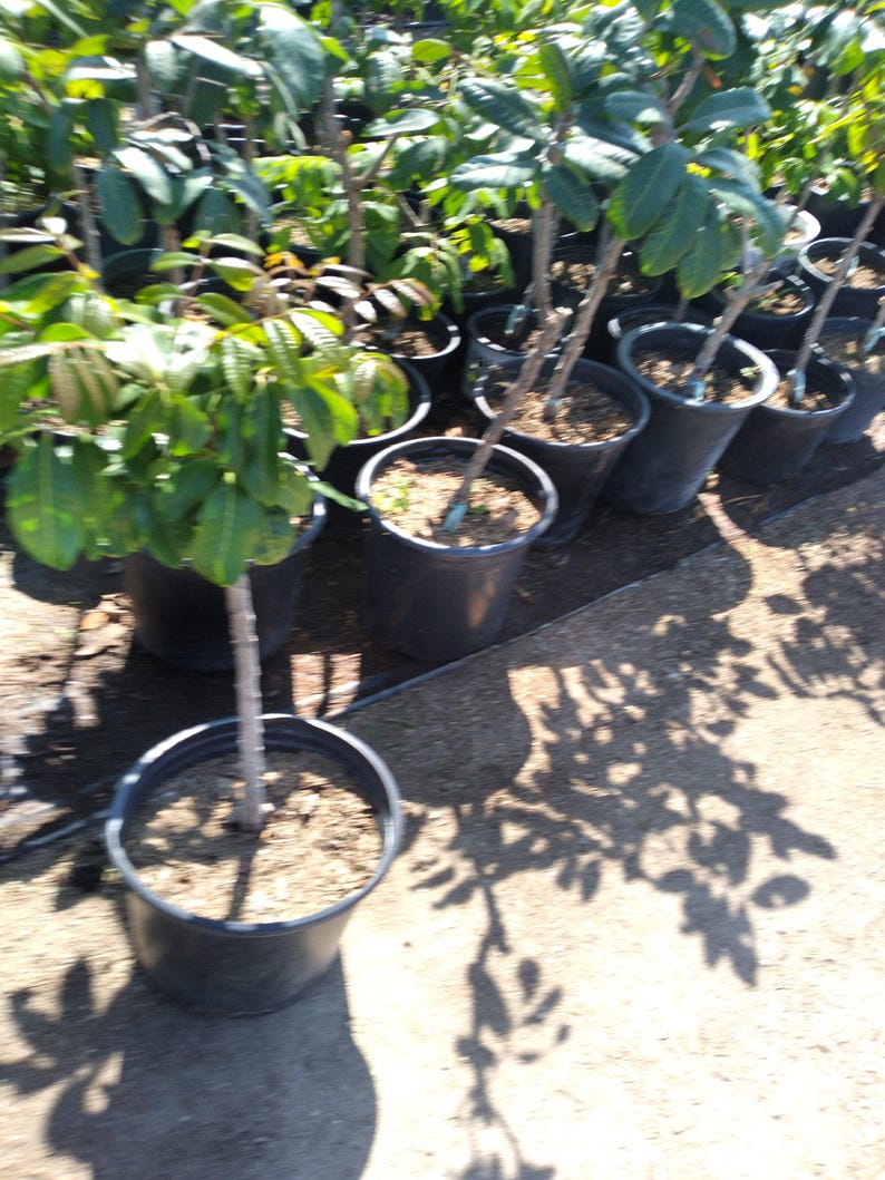 Longan Air Layered Tree - 2 Ft Live Plant in 3-Gallon Pot, Dimocarpus longan, Early Heavy Cropping, Tropical Fruit Tree