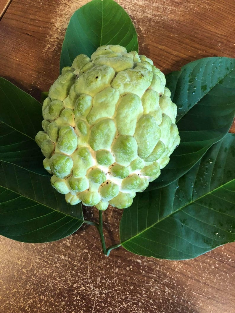 Atemoya Fruit Tree Live Plant - Priestly Variety - Annona squamosa x cherimola - 2 Feet Tall for Garden or Container