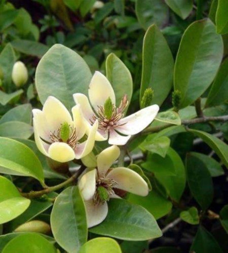 Banana Shrub Plant - 1 Gallon Michelia Figo - Fragrant Yellow Flowers - Tropical Scented Shrub for Gardens
