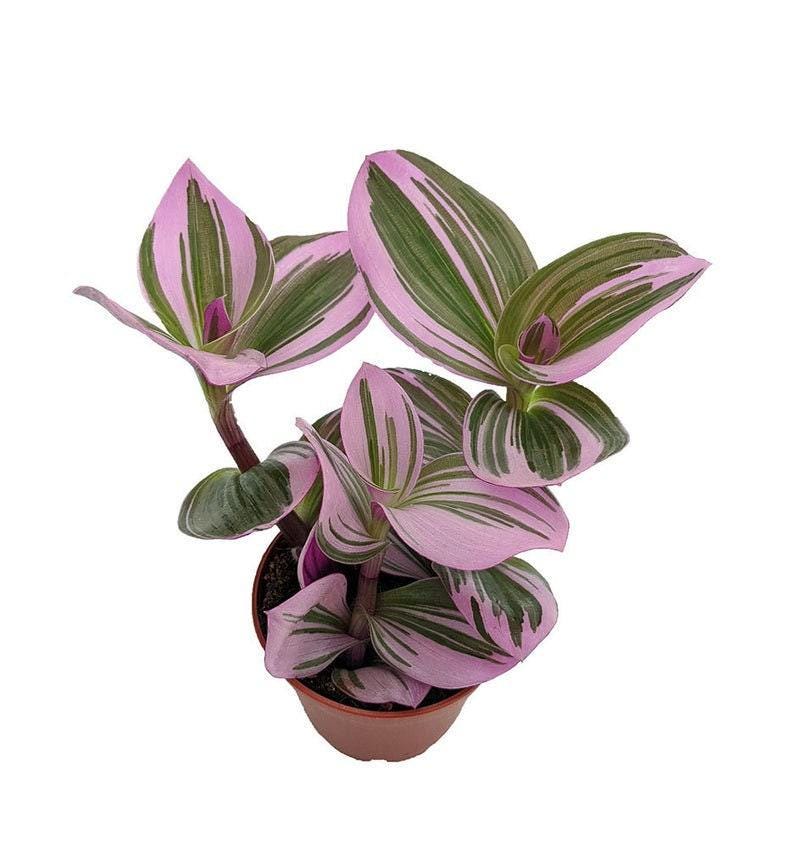 Rare Nanouk Pink Wandering Jew Plant - Tradescantia in 6" Pot, Colorful Foliage Indoor Houseplant