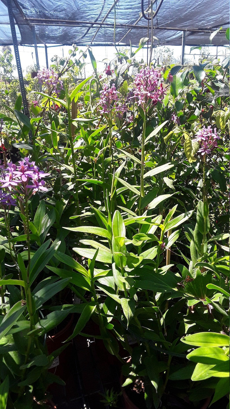 Purple Epidendrum Orchid Plants in 6" Pot - Vibrant Purple Blooms - Ideal Houseplant