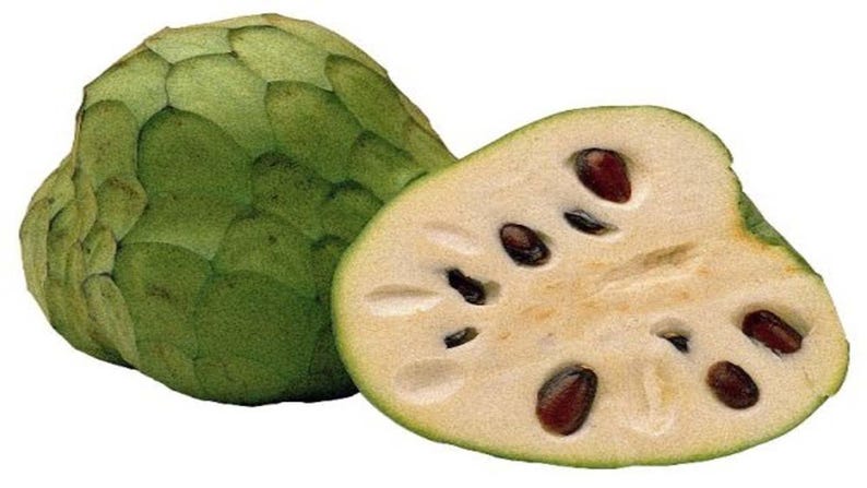 Pierce Cherimoya Tree Grafted Live Plant in 3-Gallon Pot, Tropical Fruit, Annona cherimola 'Pierce'