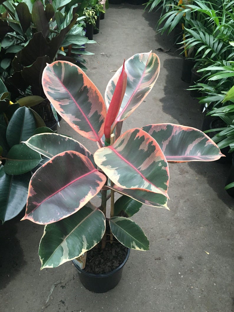 Ficus elastica 'Red Ruby' Indoor Houseplant - 6" Pot - Colorful Foliage - Rubber Plant - Air-Purifying Indoor Plant