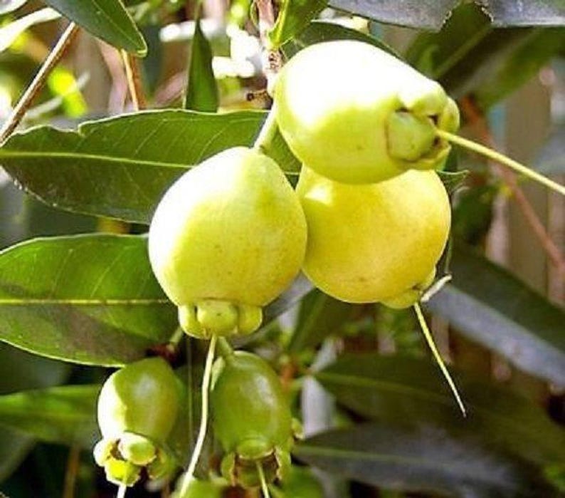 Rose Apple Plant - 1 Foot Tall in 1-Gallon Pot - Syzygium jambos - Edible Fruit & Ornamental Tree