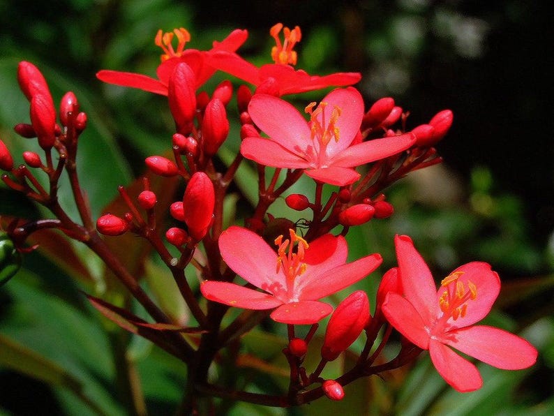 Jatropha Integerrima 'Compacta' Red Live Plant – Tropical Evergreen Shrub in 3-Gallon Pot for Garden, Hedge, or Patio